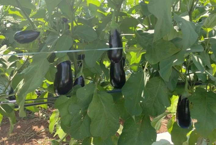 Inovação no Cultivo de Berinjela: Porta-Enxerto Augusto Promove Aumento na Produtividade e Durabilidade da Colheita