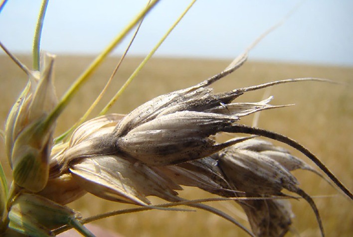 Mudanças Climáticas Aumentam o Risco de Doenças em Lavouras, Aponta Estudo da Embrapa