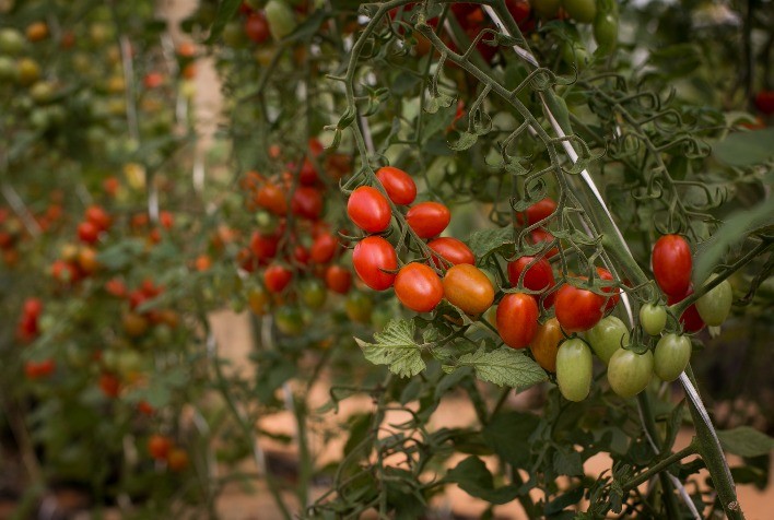 Desafios e Soluções na Tomaticultura: O Papel Crucial do Controle Biológico no Combate às Pragas e Doenças