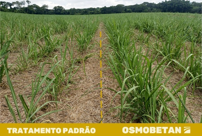 Termoregulador Osmobetan Potencializa o Desenvolvimento da Cana-de-Açúcar em Períodos de Estresse Hídrico