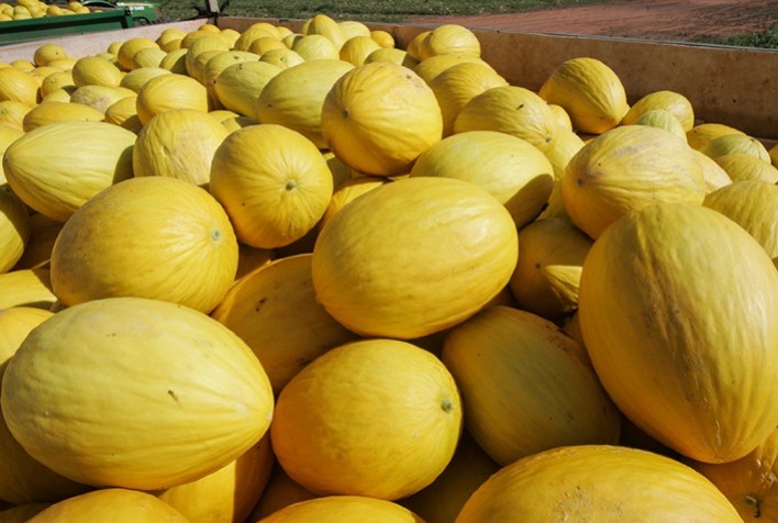 Rio Grande do Norte mira a China para ampliar exportações de frutas e hortaliças