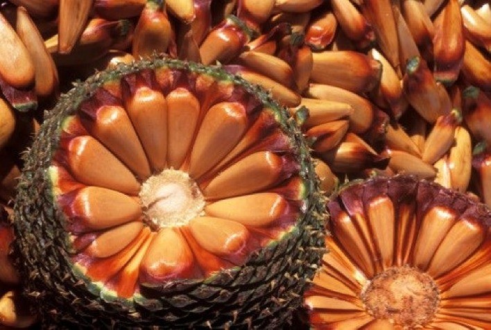 Produção de pinhão no Rio Grande do Sul deve atingir 860 toneladas em 2025