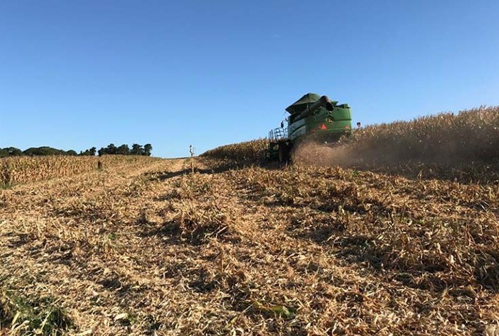 Resíduo agrícola ganha nova função: palha de milho pode ser usada na produção de cimento