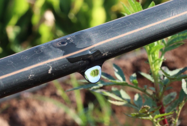 Irrigação por gotejamento se consolida como aliada estratégica da produção agrícola na Agrishow 2025