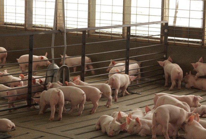 Controle da pneumonia micoplasmática é crucial para a produtividade e a sustentabilidade da suinocultura