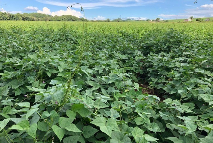 Fungicida multissítio eleva produtividade no feijão e combate doenças significativas