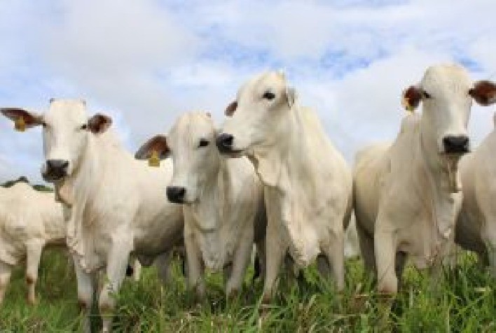 Tecnologia Recombinante Impulsiona Avanços na Inseminação Artificial em Tempo Fixo (IATF) no Brasil