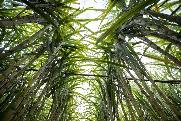 Produção de Cana na Safra 2024/25 Deve Registrar Queda de 5,1%, Mas Ainda Alcança Segundo Maior Volume Histórico