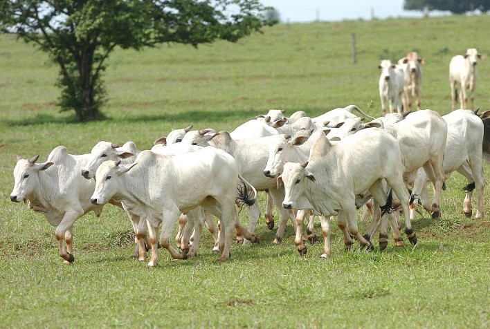 Paraná regulamenta uso do teste ELISA no diagnóstico complementar da tuberculose bovina