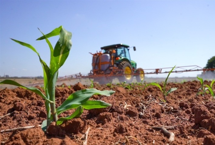 Custos com insumos elevam despesas da produção de milho em Mato Grosso