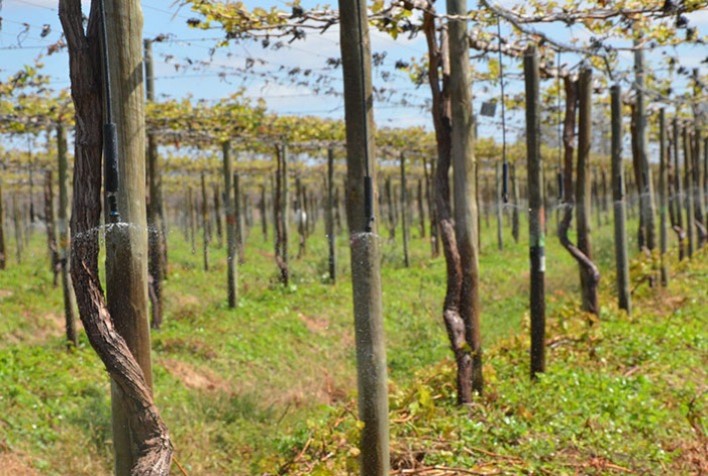 Aplicativo facilita o manejo da irrigação e impulsiona a produção de frutas no campo goiano