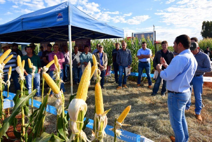 C.Vale realiza Dia de Campo de Inverno com foco em híbridos de milho e tecnologias para a Safrinha 2025