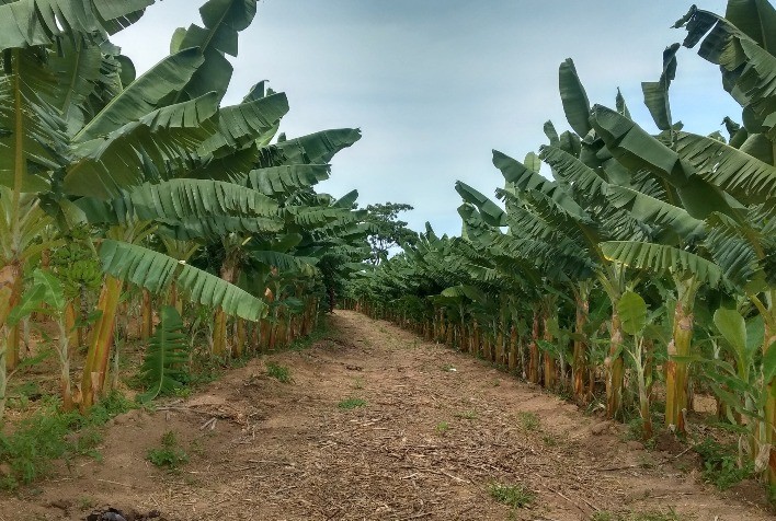 Produtor mineiro transforma pequena propriedade em referência na bananicultura
