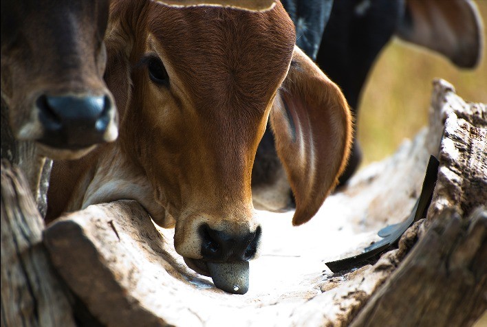 Nutrição estratégica: suplementação mineral e dieta equilibrada impulsionam produtividade e saúde dos bovinos
