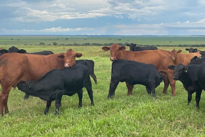 GAP Genética Realiza Remate Histórico com Recorde de Fêmeas em Oferta