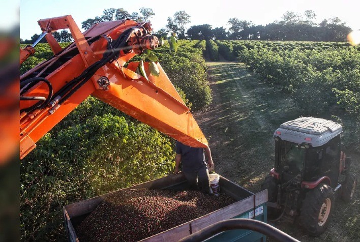 Hedgepoint Global Markets revisa estimativas para a safra brasileira de café 2025/26