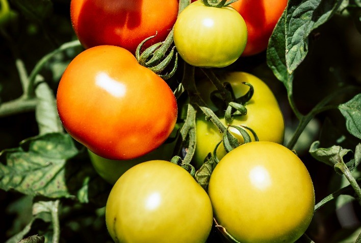 Nova Solução Nanotecnológica Combate Mosca-branca em Tomateiros com 90% Menos Pesticida