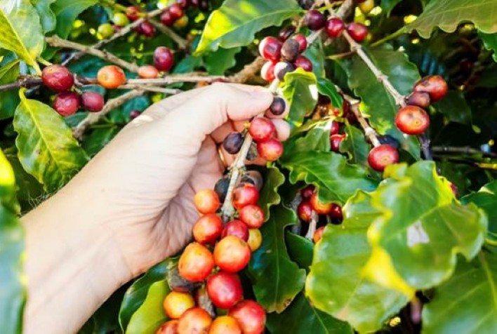 Manejo de Precisão na Reta Final da Safra: Garantia de Qualidade e Uniformidade do Café