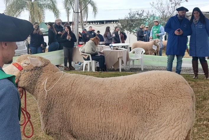 Fenovinos 2025 contará com 588 ovinos em julgamento nas pistas de Vacaria