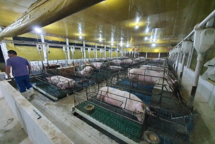 Gestão Estratégica de Pessoas: Como a Ianni Agropecuária Enfrenta a Alta Rotatividade no Setor Suinícola