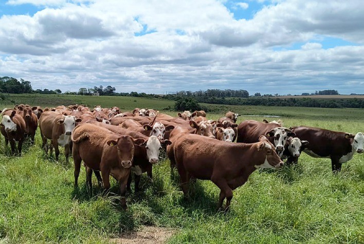 Aditivo natural se destaca no combate ao carrapato e melhora produtividade na pecuária do Sul