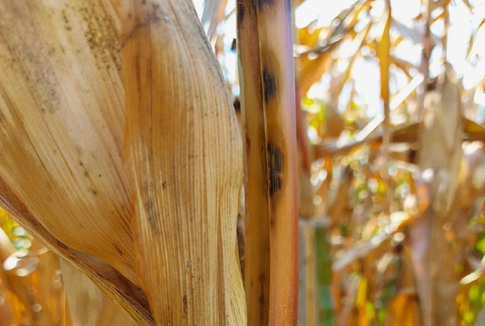 Origem mesoamericana do fungo da antracnose do milho é confirmada por estudo global