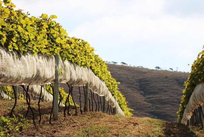 Novos terroirs do Brasil ganham destaque na Wine South America 2025