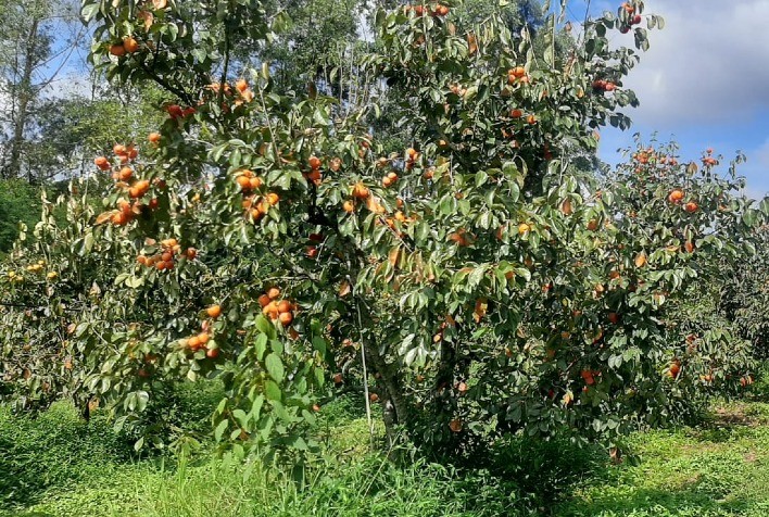 Pico da Colheita de Caqui no Sul de Minas: Expectativa de Produção e Desafios Climáticos