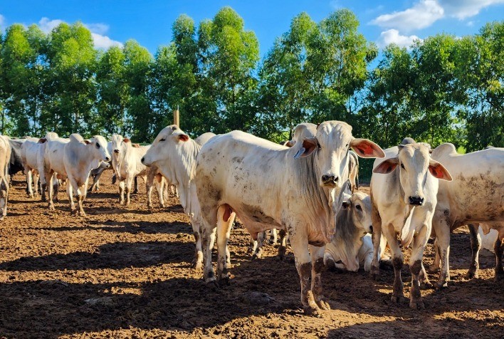 Epamig desenvolve projeto para reduzir emissão de metano na pecuária bovina mineira