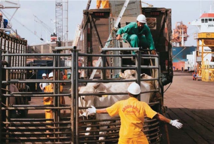 Exportações de gado vivo crescem em ritmo acelerado e setor projeta novos recordes em 2025