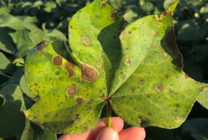 Mancha-alvo no algodão exige manejo rigoroso para evitar perdas na safra