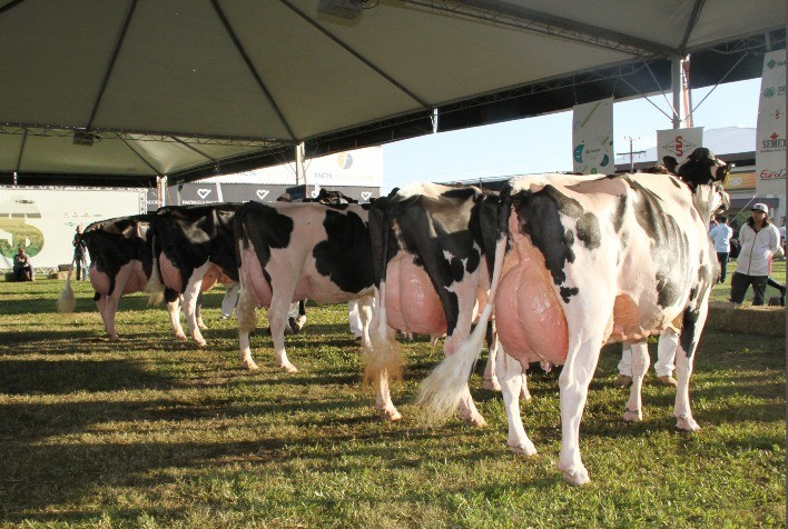 Raça Holandesa será destaque no julgamento da Fenasul Expoleite 2025