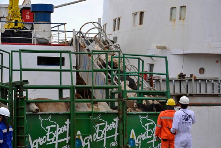 Brasil Expande Mercado Agropecuário com Abertura para Exportação de Bovinos Vivos à Turquia