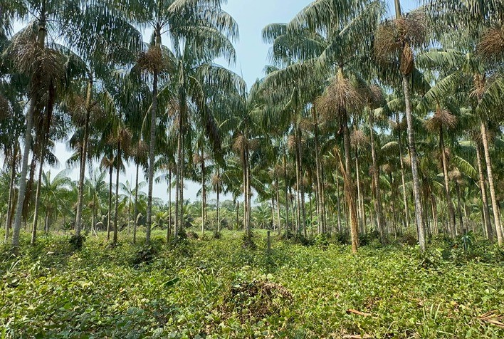 Embrapa desenvolve protocolo inovador para produção sustentável de mudas de açaí-solteiro na Amazônia