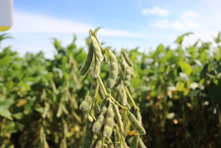 Produtividade em Alta: Desempenho das Cultivares de Soja Supera Expectativas em Mato Grosso