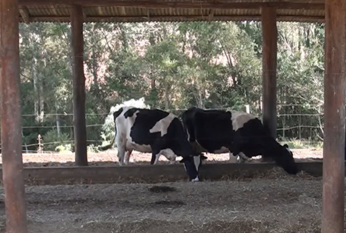 Silagem de Inverno: Alternativa Sustentável para a Produção Leiteira no Sul do Brasil