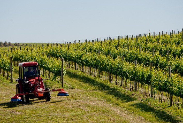 3º Fórum de Vitivinicultura da Campanha Gaúcha discutirá sustentabilidade e enoturismo