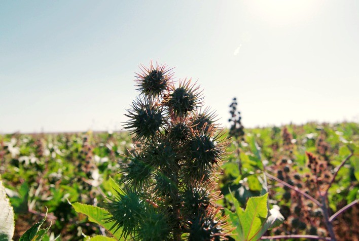 A mamona e seu potencial na agricultura do futuro são destaques no novo episódio da websérie ‘Rota Regenerativa’