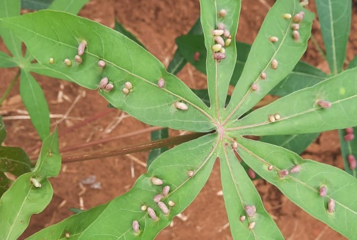 Praga ameaça plantações de mandioca no Tocantins e causa prejuízos significativos