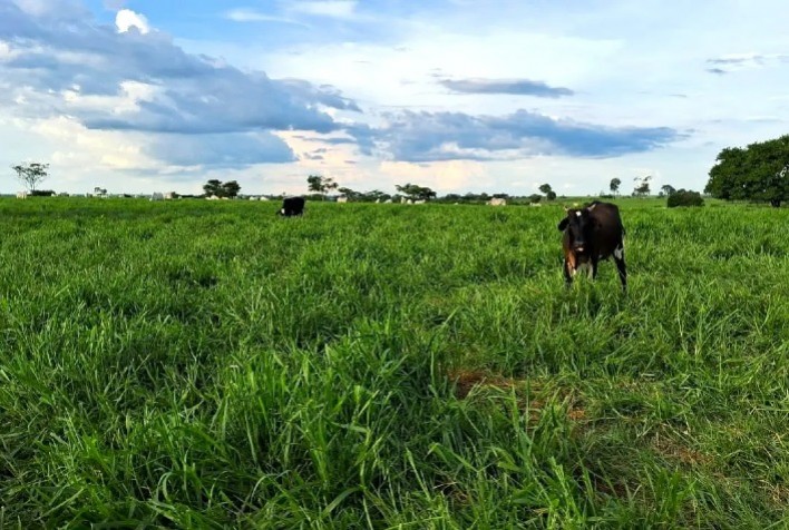 Com apoio do Senar/MT, produtora de Santo Afonso amplia capacidade do rebanho com práticas sustentáveis e gestão eficiente
