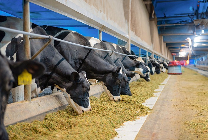 Suplementação Lipídica como Estratégia para Melhorar o Desempenho de Vacas Leiteiras no Pós-parto e Lactação