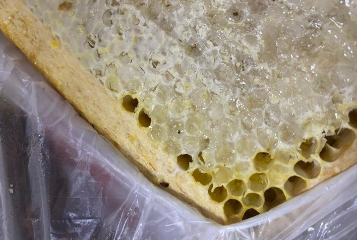 Ação do Mapa impede entrada de besouro exótico que ameaça produção apícola no Brasil