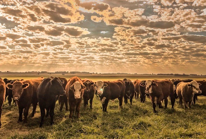Mercado do boi gordo encerra abril com oscilações nos preços e avanço nas escalas de abate