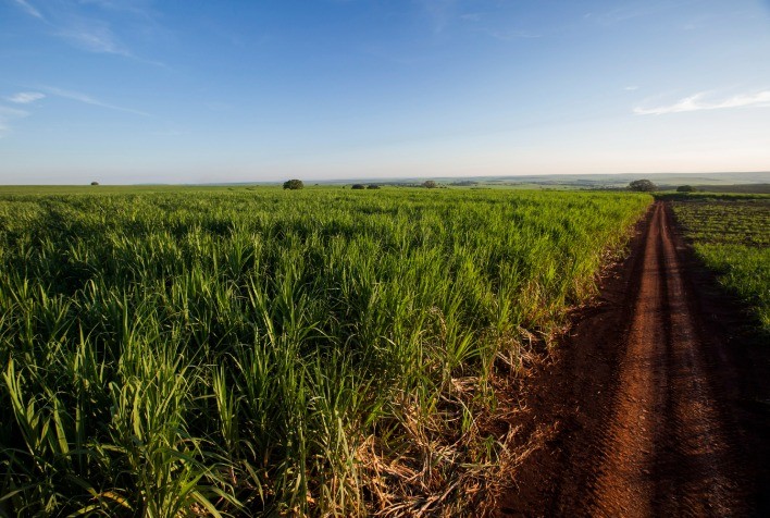 Inteligência artificial impulsiona o combate a plantas invasoras em canaviais