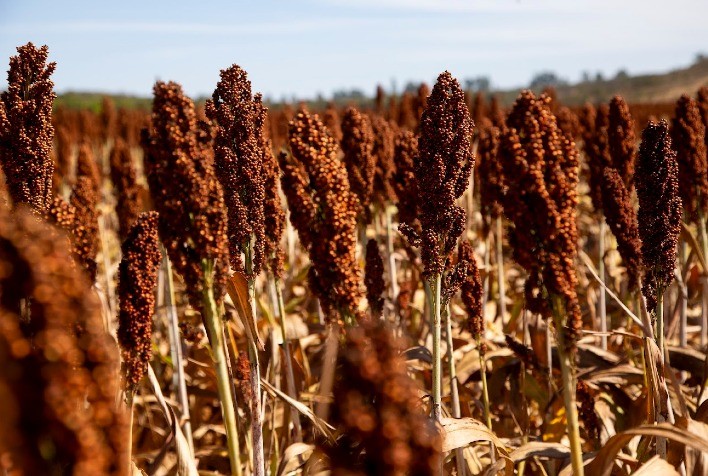 Sorgo ganha protagonismo na produção de etanol e fortalece a transição energética no Brasil