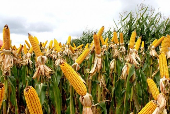 China amplia cultivo de milho transgênico, mas enfrenta entraves com testes inconsistentes e ceticismo interno