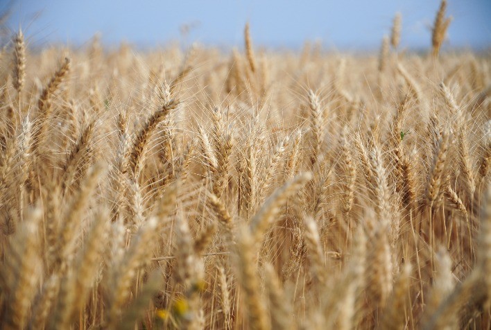 Produção de trigo no Canadá deve atingir maior nível em mais de uma década