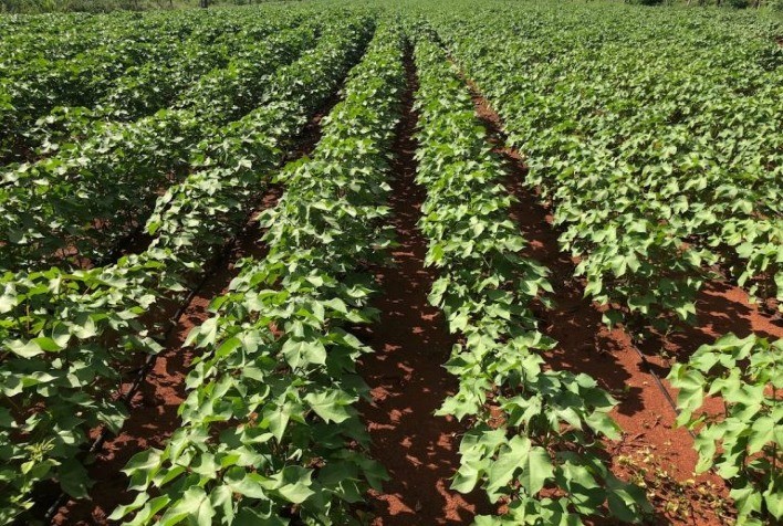 Desenvolvimento do algodão em Mato Grosso avança com apoio do clima, aponta Imea