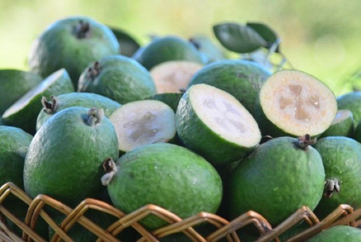 Goiaba-serrana: Fruta Nativa do Sul do Brasil Conclui Sua Colheita em Santa Catarina