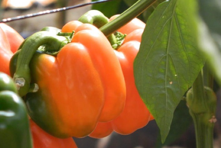 Cultivo protegido assegura pimentões de alta qualidade na região de Bom Princípio